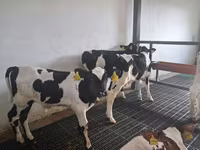 公牛, Russian Black pied cattle — 照片 1