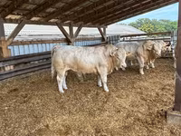 Byk, Charolais cattle — zdjęcie 1