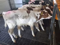 Bika, Russian Black pied cattle — 2. fotó