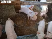 Säue, Schweine — Foto 6