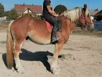 Hengst, Pferde — Foto 6