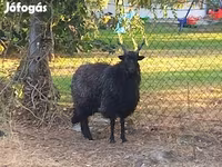 Oveja, Racka sheep — foto 3