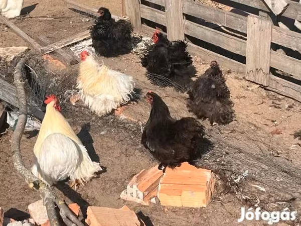 Pekin Bantam