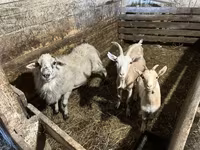 बकरा, बकरियाँ — फ़ोटो 1