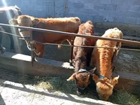 Byk, Swiss cattle — zdjęcie 3