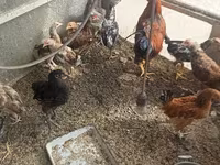 Chickens — foto 5