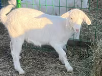 Koza, Saanen goat — foto 1