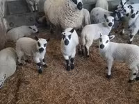 Widder, Cerry Hill sheep — Foto 2