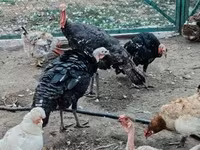 Turkeys — الصورة 6