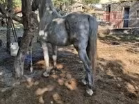 母马, Horses — 照片 3