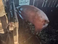 公猪, Pigs — 照片 8