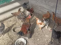 Chickens — foto 6