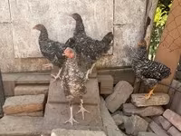Chickens — 1-сурет