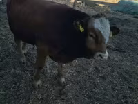 Bika, Limousin tehén — 8. fotó