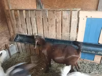 Kozioł, Boer goat — zdjęcie 1