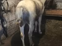 Caballo, Caballos — foto 2