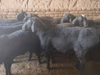 Kos, Rhon sheep — 4. fotó