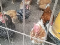Chickens — 1-сурет