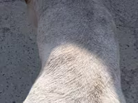 Beran, Ordabasy sheep — foto 4