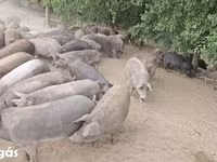 Schweine (Partie, Geschlecht nicht angegeben), Schweine — Foto 2