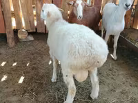 Ram, Kazakh fat-tailed coarsewool sheep — photo 4