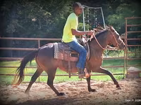 Бие, Standardbred — 7-сурет