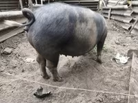 母猪, Дюрок — 照片 2