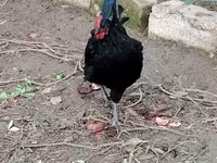 Chickens — foto 5
