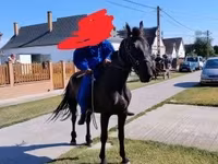घोड़ी, Nonius horse — फ़ोटो 4