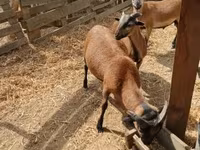 公山羊, Goats — 照片 1