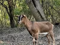 母山羊, Goats — 照片 6