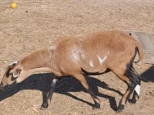 Oveja, Cameroon sheep — Hungría