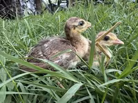 Guinea fowl — zdjęcie 1