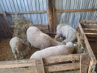 公羊, Sheep — 照片 2