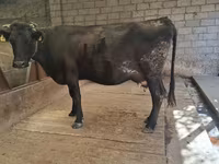 Kuh, Simmental cattle — Foto 1