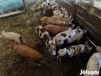 Pigs (batch, sex not specified), Pigs — photo 2