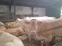 Tehén, Blonde d’Aquitane cattle — 2. fotó