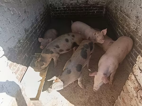 Boar, Pigs
