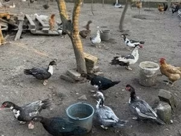 Ducks