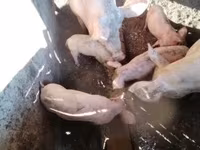 猪（批次，未指定性别）, Pigs — 照片 1
