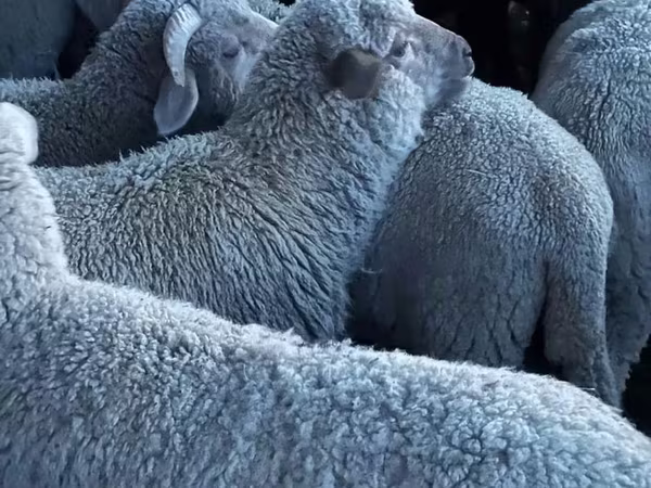 Schaf, Merino sheep
