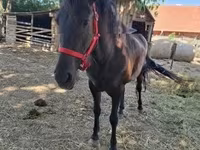 Kanca, Hungarian horse breed — 3. fotó