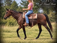 Klisna, Quarter Horse — foto 4