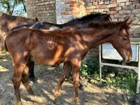 Horse (M), Kisber felver — photo 3