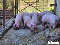 Eber, Schweine — Foto 4