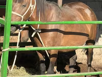 Jument, Kazakh horse — photo 2