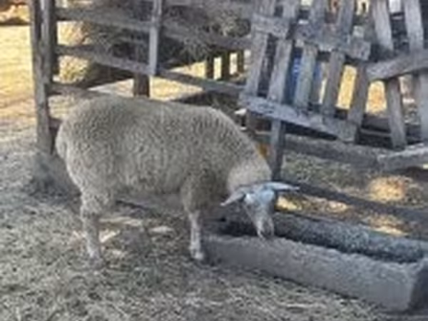Juh, Beltex sheep
