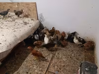 Cseh arany tarka tyúk — 5. fotó
