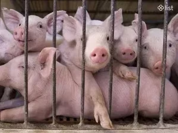Sow, Pigs