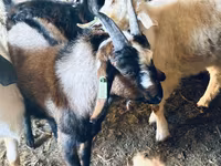 Billy Goat, Nubian Goat — photo 4